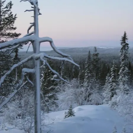 Tunturikoivu Ylläsjärvi