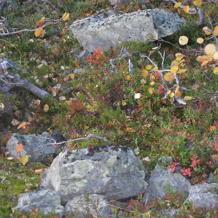 Tunturikoivu Ylläsjärvi