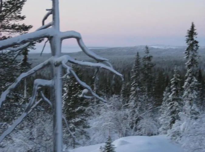 Tunturikoivu Ylläsjärvi