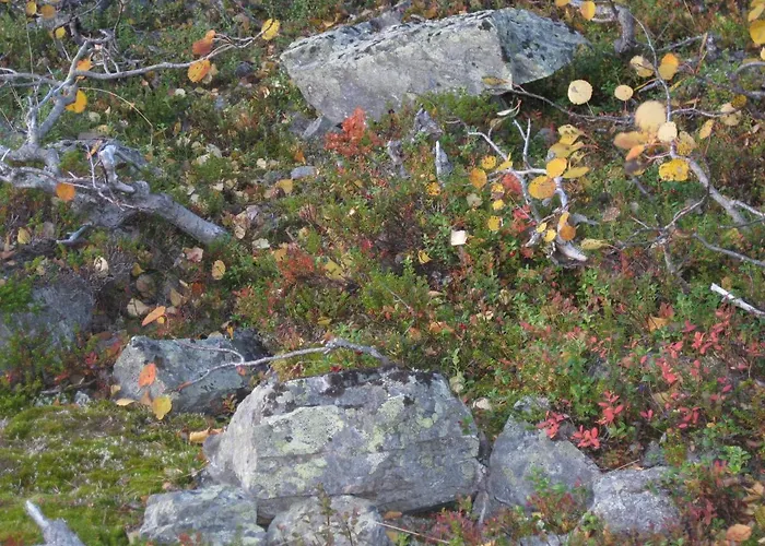 Tunturikoivu Ylläsjärvi